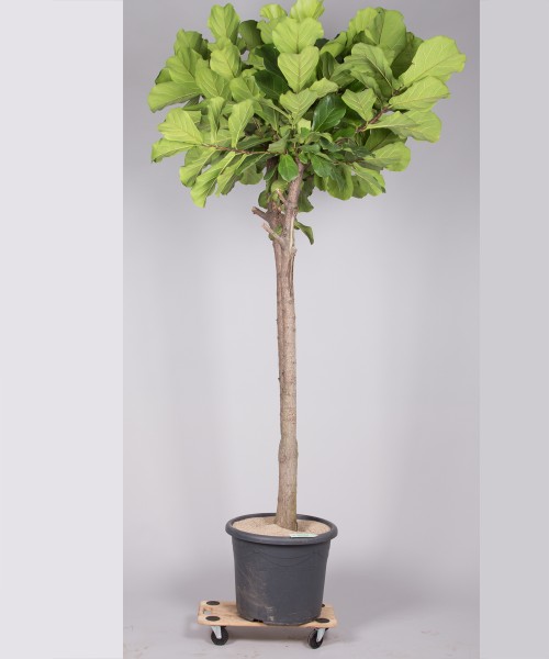 Lyrata Ficus 260cm