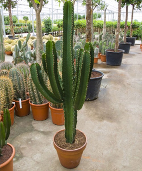 Euphorbia ingens, 145 cm