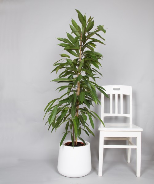 Ficus elastica, medium-2