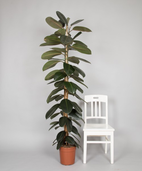 Ficus elastica, Abijan Solo-2