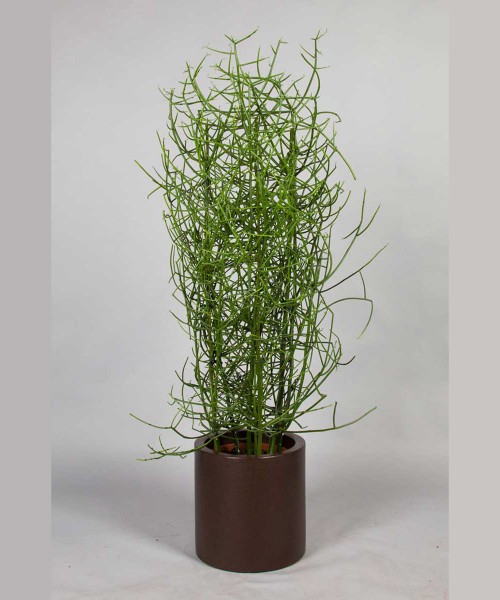 Euphorbia tirucalli, 170 cm