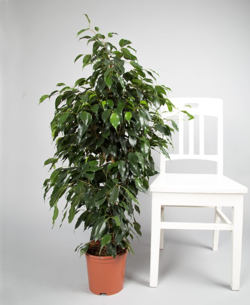 Ficus benjamina, danielle