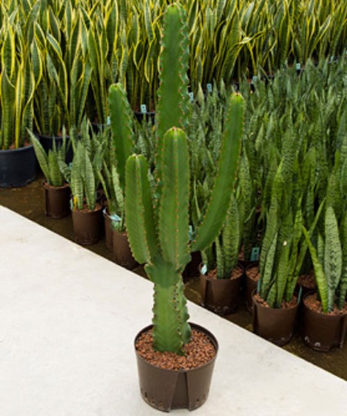 Euphorbia ingens, 120 cm