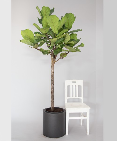 Lyrata, Ficus