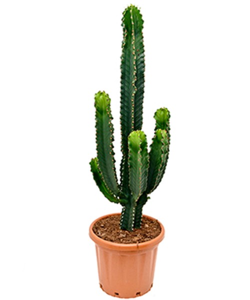 Euphorbia ingens, 150 cm