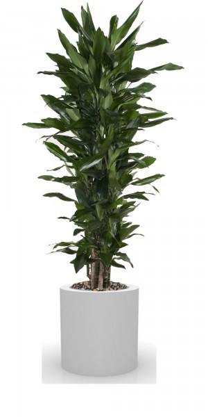 Dracaena Janet Lind